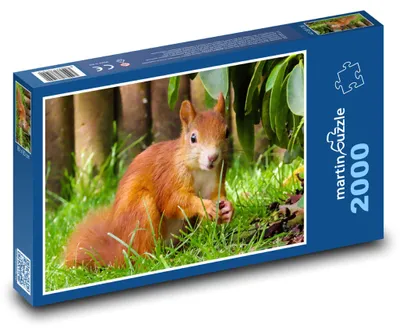 Zdjęcie produktu dla martinpuzzle - Puzzle 2000 - Veverka - hlodavec