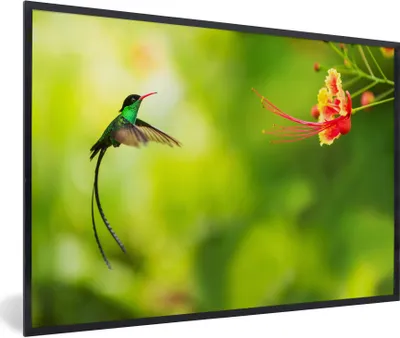 Produktbild von MuchoWow® Gerahmtes Poster Vogel - Kolibri - Grün 90x60 cm - Poster mit Schwarzem Bilderrahmen Wandposter Rahmen Foto Bilder - Fotorahmen - Foto-Plakat