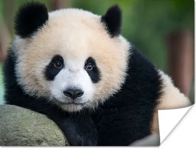Produktbild von MuchoWow® Poster Panda - Wildtiere - Porträt - Stein 120x90 cm - Wandbild