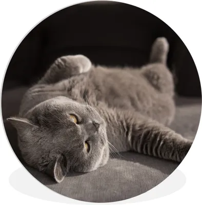 Produktbild von MuchoWow® Rundes Wandbild - Runde Bilder Tier - Katze - Grau Ø 90 cm Kreis Wanddekoration Kunststoff - Wandkreis - Wandschmuck - Wand-Kreis - Wohnzimmer - Bild - Runde - Wanddeko - Dibond - Kunstdrucke