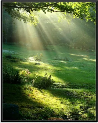 Produktbild von Wallario Wandbild Sonnenstrahlen im Wald, Größe: 40,30 x 50,30 cm, Poster mit schwarzem Aluminiumrahmen