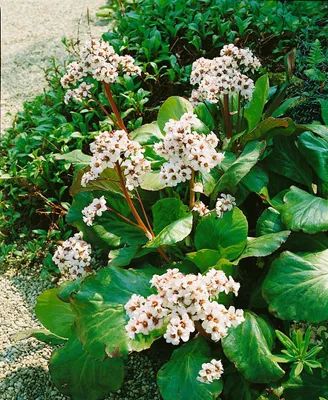 Produktbild von Bergenia cordifolia 'Bressingham White', Riesensteinbrech, weiß, ca. 11x11 cm Topf