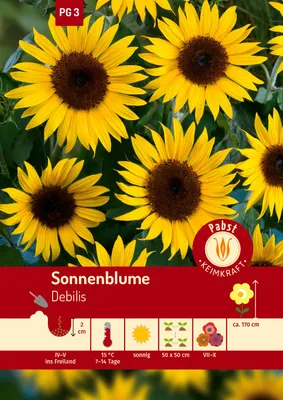 Artikelbild 1 von 'Sonnenblume Debilis' aus der Kategorie Sonnenblumensamen