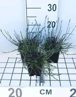 Obrázek produktu pro 6 x Dianthus delt. 'Splendens' - Karafiát - květináč 9 x 9 cm