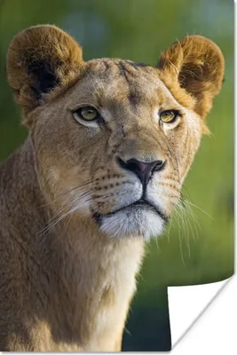 Produktbild von MuchoWow® Poster Porträt - Löwe - Wild 20x30 cm - Papierdruck