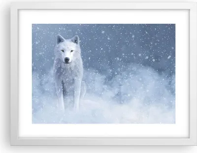 Produktbild von Gerahmtes Poster - Weißer Rahmen - Weiß Wolf Schnee - 40x30 cm - Wand Bild - Wanddeko - Wandbilder - Kunstposter - Wandposter - Bilderrahmen - Bilder - Kunstdruck - Wanddekoration - P2WAA40x30-5006