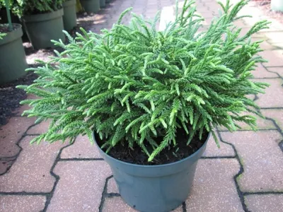 Produktbild von Cryptomeria japonica Little Champion - japanische Zwergsicheltanne - 25-30