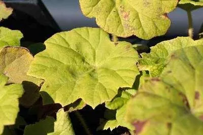 Obrázok produktu pre 6 x Astilboides tabularis (rodgersia tabularis) - Astilboides - Kvetináč 9 x 9 cm