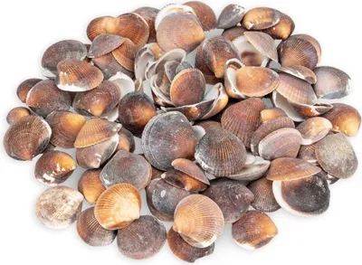 Produktbild von Asaphis deflorata, 0,5kg, ca. 2-5cm, ca. 90-110 Stk. | Braune Venus Muscheln | Muschel Cockles Braun