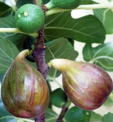 Produktbild von Feigenbaum ´MADELEINE DES DEUX SAISONS®´ 20-30 cm, Cont. 2 l