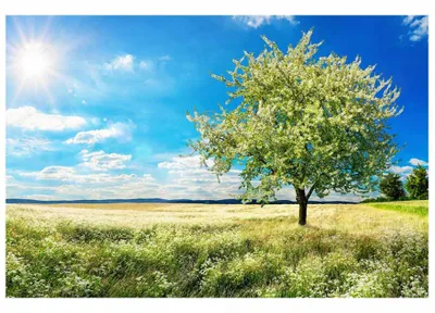 Zdjęcie produktu dla Fototapeta Dimex MS-5-0096 Kwitnące drzewo 375 x 250 cm