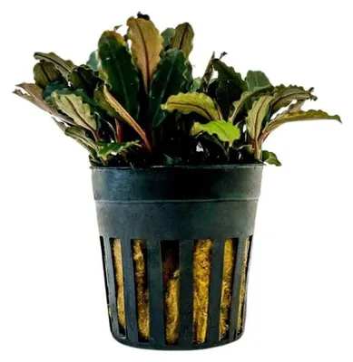 Produktbild von Aquarium Pflanze Bucephalandra sp. 'Blue green' Nr.340A Wasserpflanzen Aquarium
