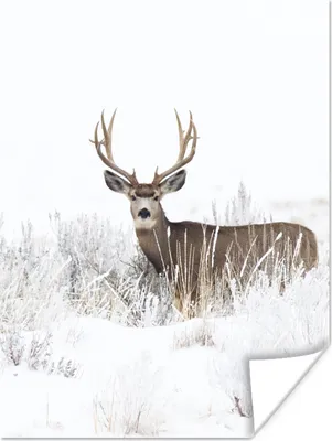Produktbild von MuchoWow® Poster Hirsche - Winter - Schnee - Tiere - Jahreszeiten - Weiß 60x80 cm - Schlafzimmer Dekoration