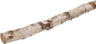 Produktbild von INNA-Glas Birke Dekostamm CALAM, Natur, 150cm, Ø4cm - Birkenstamm