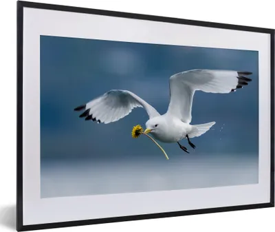 Produktbild von MuchoWow® MuchoWow® Gerahmtes Poster Möwe - Löwenzahn - Vogel 60x40 cm - Poster mit zchwarzem Bilderrahmen - Schlafzimmer - Plakat in Rahmen - Drucken