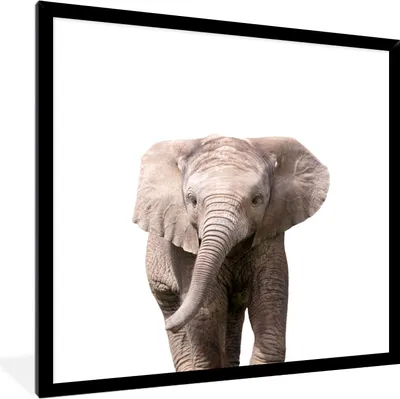 Produktbild von MuchoWow® Gerahmtes Poster Elefant - Kinder - Weiß - Jungen 40x40 cm - Poster mit Schwarzem Bilderrahmen Wandposter Rahmen Foto Bilder - Mit Rahmen - Wanddekoration Schlafzimmer
