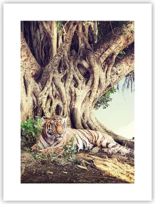 Produktbild von Poster - Poster ohne Rahmen - Tiger Wild Baum - 30x40 cm - Wand Bild - Wanddeko - Wandbilder - Kunstposter - Wandposter - Bilder - Kunstdruck - Wanddekoration - Wandbild - P2XPA30x40-5124