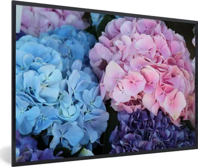 Produktbild von MuchoWow® Gerahmtes Poster Blumen - Strauch - Hortensie - Botanisch 90x60 cm - Poster mit Schwarzem Bilderrahmen Wandposter Rahmen Foto Bilder - Fotorahmen - Foto-Plakat