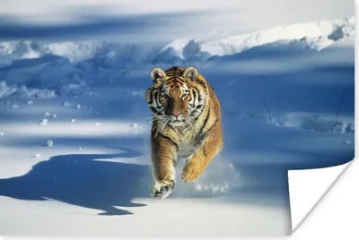 Produktbild von MuchoWow® Poster Tiger - Schnee - Lauf 30x20 cm - Plakate - Print