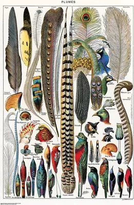 Produktbild von Federn Poster Plumes Adolphe Millot 61 x 91,5 cm