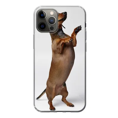 Produktbild von MuchoWow® Handyhülle Schutzhülle Hülle für iPhone 13 Pro Ein Dackel, der auf seinen beiden Hinterbeinen steht Silikon Softcase Handy Hülle - Handy-Tasche