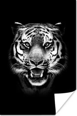 Produktbild von MuchoWow® Poster Tiger Kopf gegen schwarzen Hintergrund - schwarz und weiß 40x60 cm - Plakate für die Wand - Poster Babyzimmer