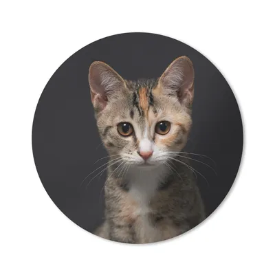 Produktbild von MuchoWow® Mauspad Mousepad Katze - Schwarz - Porträt 20x20 cm - Mousepads - Maus Mat - Pad - Mausunterlage