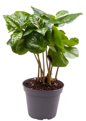 Productafbeelding van JUNAVERA Coffea Arabica | In 12 cm Pot