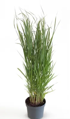 Produktbild von Panicum virgatum 'Northwind', Rutenhirse, aufrecht, 3-5 Liter Container