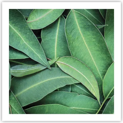 Produktbild von Poster - Poster ohne Rahmen - Blätter Eukalyptus Natur - 60x60 cm - Wand Bild - Wanddeko - Wandbilder - Kunstposter - Wandposter - Bilder - Kunstdruck - Wanddekoration - Wandbild - P2XAC60x60-4933