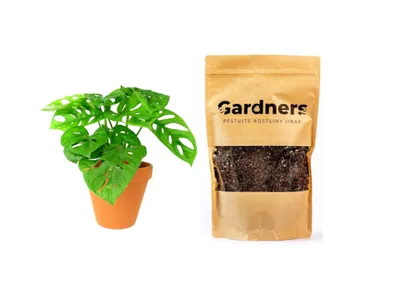 Obrázek produktu pro Gardners Set Monstera adansonii Monkey Mask a substrát, M