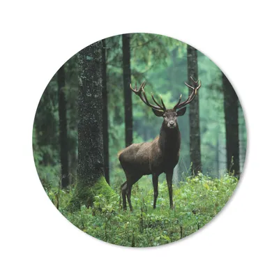 Produktbild von MuchoWow® Mauspad Mousepad Hirsche - Wald - Bäume - Tiere - Natur 20x20 cm - Mousepads - Maus Mat - Pad - Mausunterlage - Schreibtischmatte