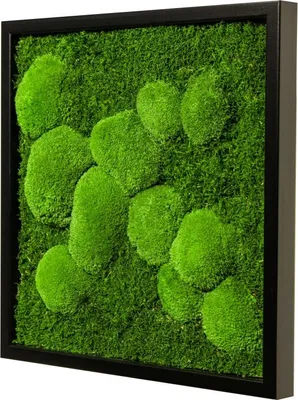 Produktbild von Moosbild 45x45cm 50% Flachmoos/ 50%Kugelmoos (schwarz)