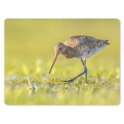 Produktbild von MuchoWow® Mauspad Mousepad Vögel - Gras - Landschaft - Uferschnepfe 40x30 cm - Mousepads - Maus Mat - Pad - Mausunterlage - Anti Rutsch