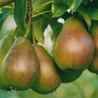 Several pears are growing on a tree branch with green leaves.