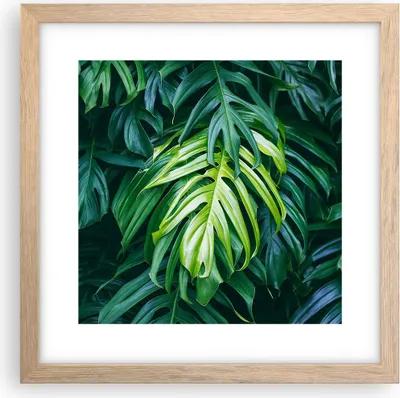 Produktbild von Gerahmtes Poster - Rahmen in heller Eiche - Blume Natur - 30x30 cm - Wand Bild - Wanddeko - Wandbilder - Kunstposter - Wandposter - Bilderrahmen - Bilder - Kunstdruck - Wandbild - P2NAC30x30-3951