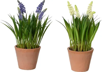 Produktbild von Kunstplant druifjes in pot Ø11xH26cm