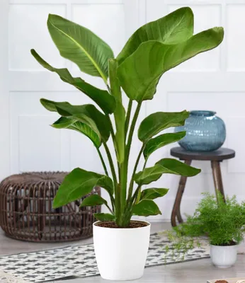 Produktbild von BALDUR Garten Baumstrelitzie Nicolai, 1 Pflanze, Grünpflanze, mehrjährig - frostfrei halten, pflegeleicht, für Standort in der Sonne geeignet, blühend, Strelitzia nicolai