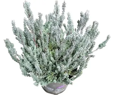 Produktbild von Knospenheide Gardengirls® 'Fluffy' FloraSelf Ø 11 cm Topf