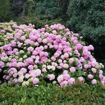 Produktbild von Green boutiQ - Gartenpflanze - Hydrangea macrophylla Rosa - Hortensie - Winterhart - Rosa - 3 Pflanzen - Topf 12cm - Höhe 20-30cm