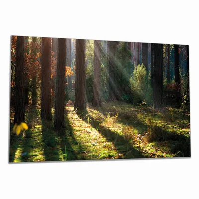 Produktbild von Wallario Herdabdeckplatte aus Glas, Größe 90 x 52 cm 1-teilig, Motiv Sonnenstrahlen im Herbstwald