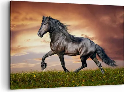 Produktbild von Bild auf Leinwand - Leinwandbild - Pferd Tier Wiese - 120x80cm - Wand Bild - Wanddeko - Wandbilder - Leinwanddruck - Bilder - Kunstdruck - Wanddekoration - Leinwand bilder - Wandkunst - AA120x80-2608
