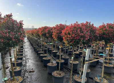 Produktbild von Glanzmispel - Photinia Fraseri Chico auf Stamm – 150 cm – 20L – Winterhart