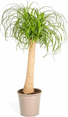 Produktbild von Beaucarnea Recurvata Elefantenfuß Ø24cm 80-100cm pflegeleicht Zimmerpflanze