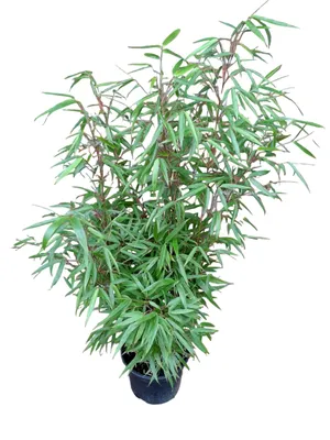 Produktbild von 4x Bambus Fargesia rufa 80–100 cm – winterhart, ohne Ausläufer, immergrün, ideal als Sichtschutz Hecke