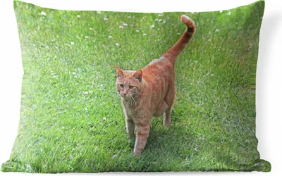 Produktbild von MuchoWow® Outdoor Kissen - Katze - Rot - Katze - Mädchen - Kinder - Jungen - Kind - 60x40 cm - Wetterfest - Lounge Kissen - Zierkissen - Kissen für Innenräume