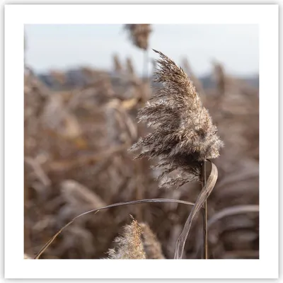 Produktbild von Poster - Poster ohne Rahmen - Boho Ähren Gras - 50x50 cm - Wand Bild - Wanddeko - Wandbilder - Kunstposter - Wandposter - Bilder - Kunstdruck - Wanddekoration - Wandbild - P2XAC50x50-4763