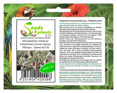Produktbild von 15x Mitrophyllum mitratum Sukkulenten Zimmer Garten Pflanzen - Samen B1770