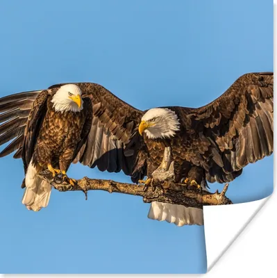 Produktbild von MuchoWow® Poster Vogel - Äste - Adler - Raubvögel - Luft 100x100 cm - Babyzimmer