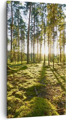 Produktbild von Bild auf Leinwand - Leinwandbild - Wald Baum Natur - 45x80cm - Wand Bild - Wanddeko - Wandbilder - Leinwanddruck - Bilder - Kunstdruck - Wanddekoration - Leinwand bilder - Wandkunst - PA45x80-3724